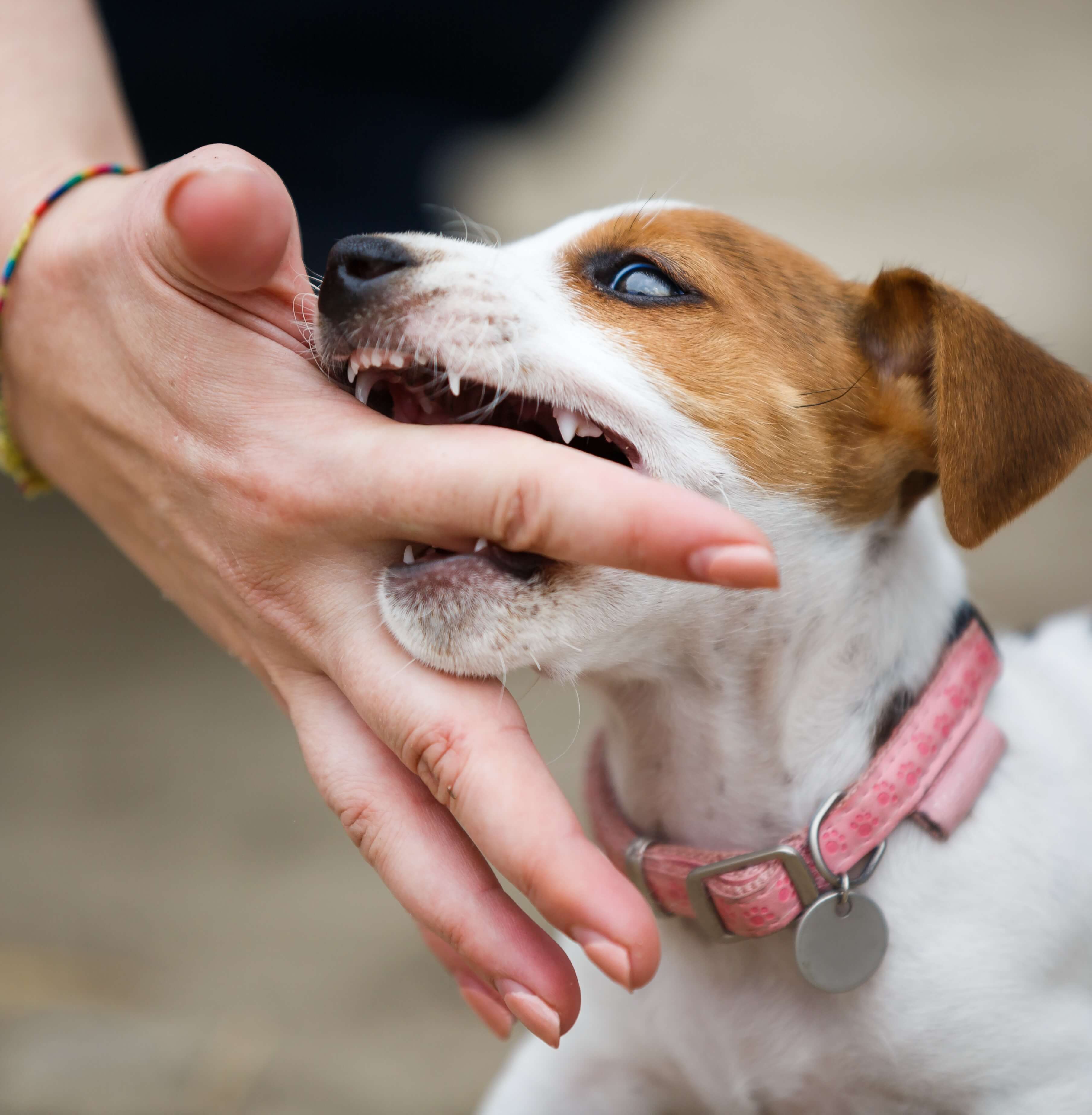 Stop The Puppy Biting Petschool.Academy