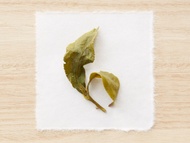 Lishan Winter Sprout from Song Tea & Ceramics