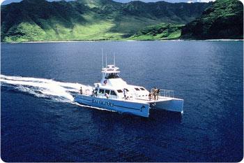 Morning Dolphin Watch & Snorkel Cruise with Lunch and Drinks photo 1