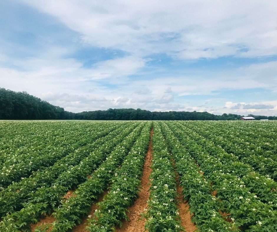 Support First Fruits Farm First Fruits Farm (Powered by Donorbox)