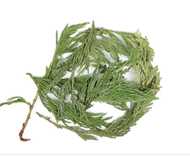 Cedar Leaf from Remedy Apothecary