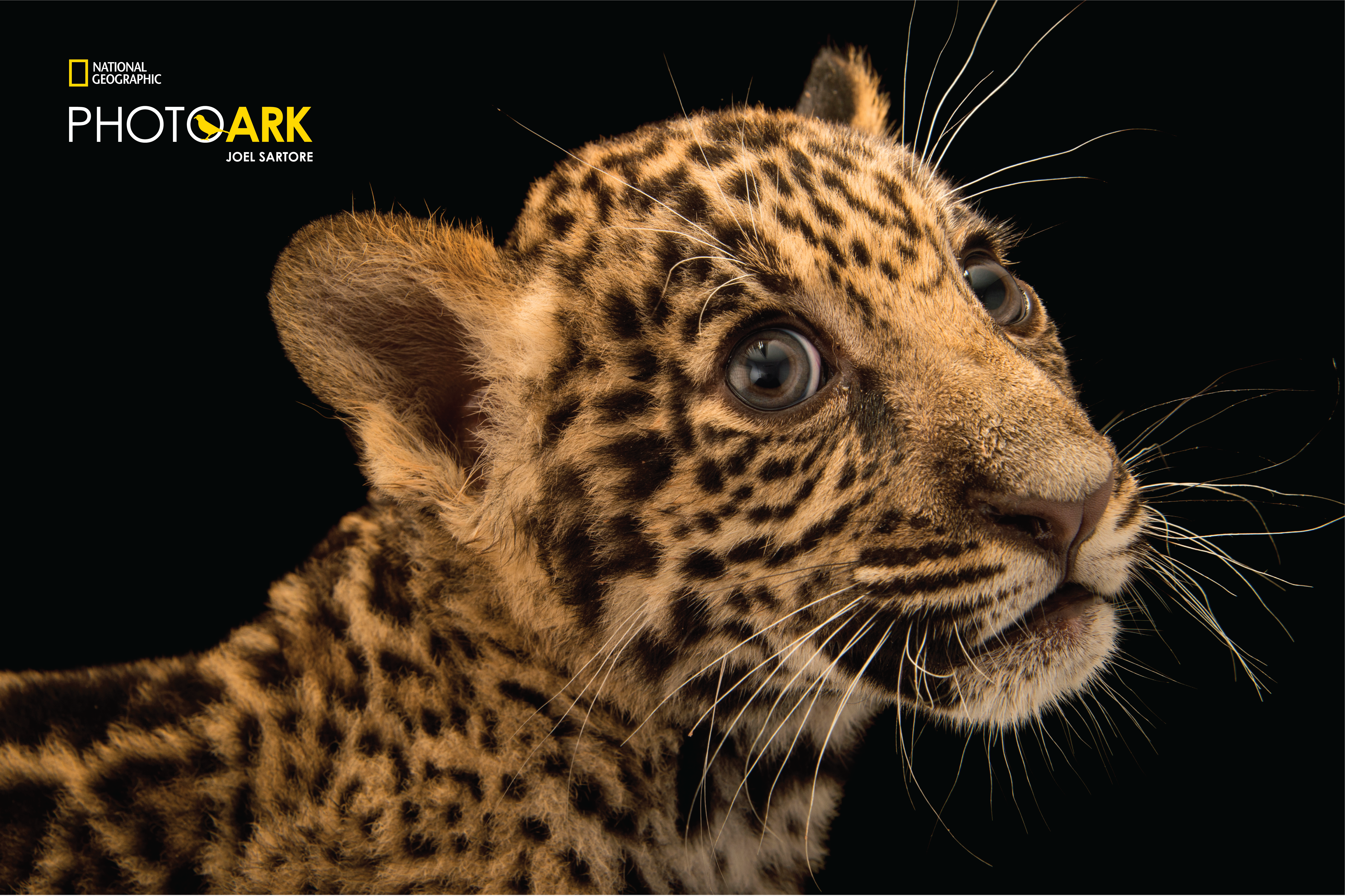 A closeup of a baby Jaguar looking towards the camera