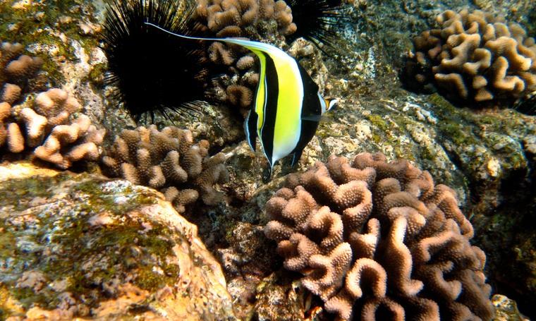 Deluxe Morning Snorkel Adventure in Kailua-Kona, Hawaii - Kailua-Kona