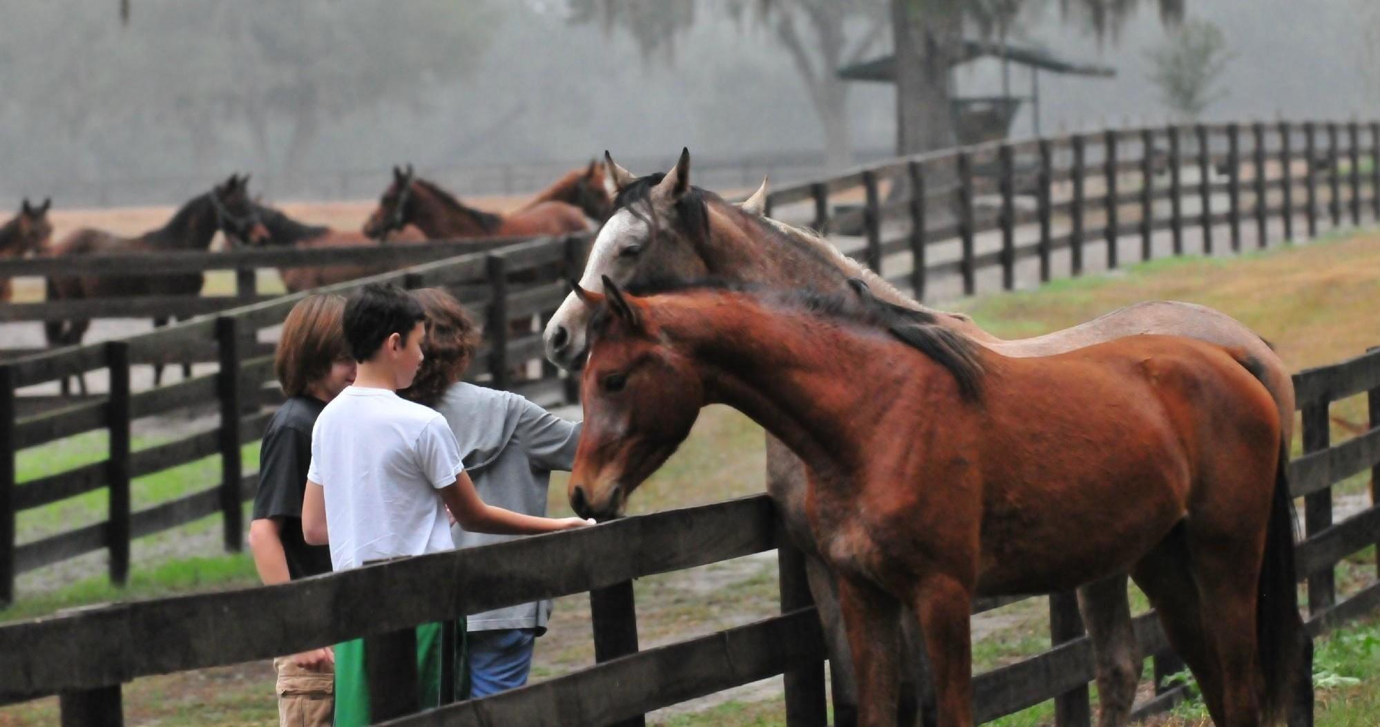 Discover Ocala’s Elite Horse Farms: An Insider’s Guided Tour Experience - Ocala