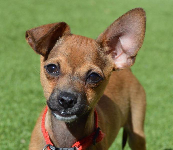 Ridgecrest Animal Shelter Fundraiser Custom Ink Fundraising