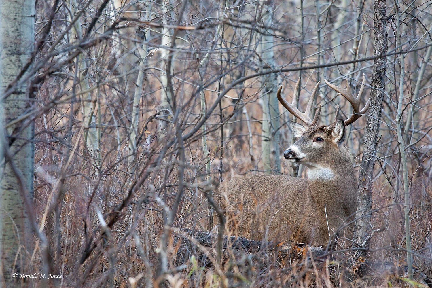 Whitetail Deer Habitat