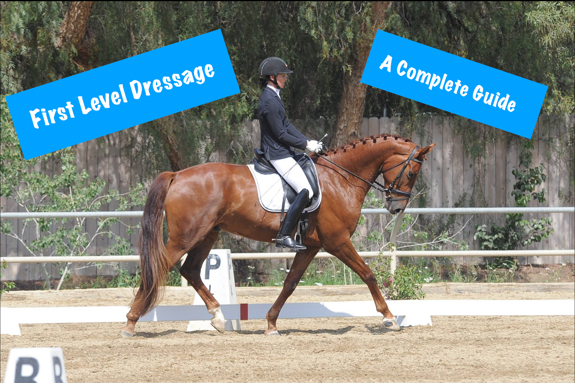 First Level Dressage (USDF v. 2023) Amelia's Dressage Academy (The