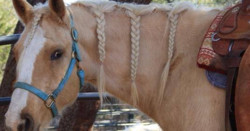 Horseback Riding at Westcreek Trail Rides in San Antonio - San Antonio