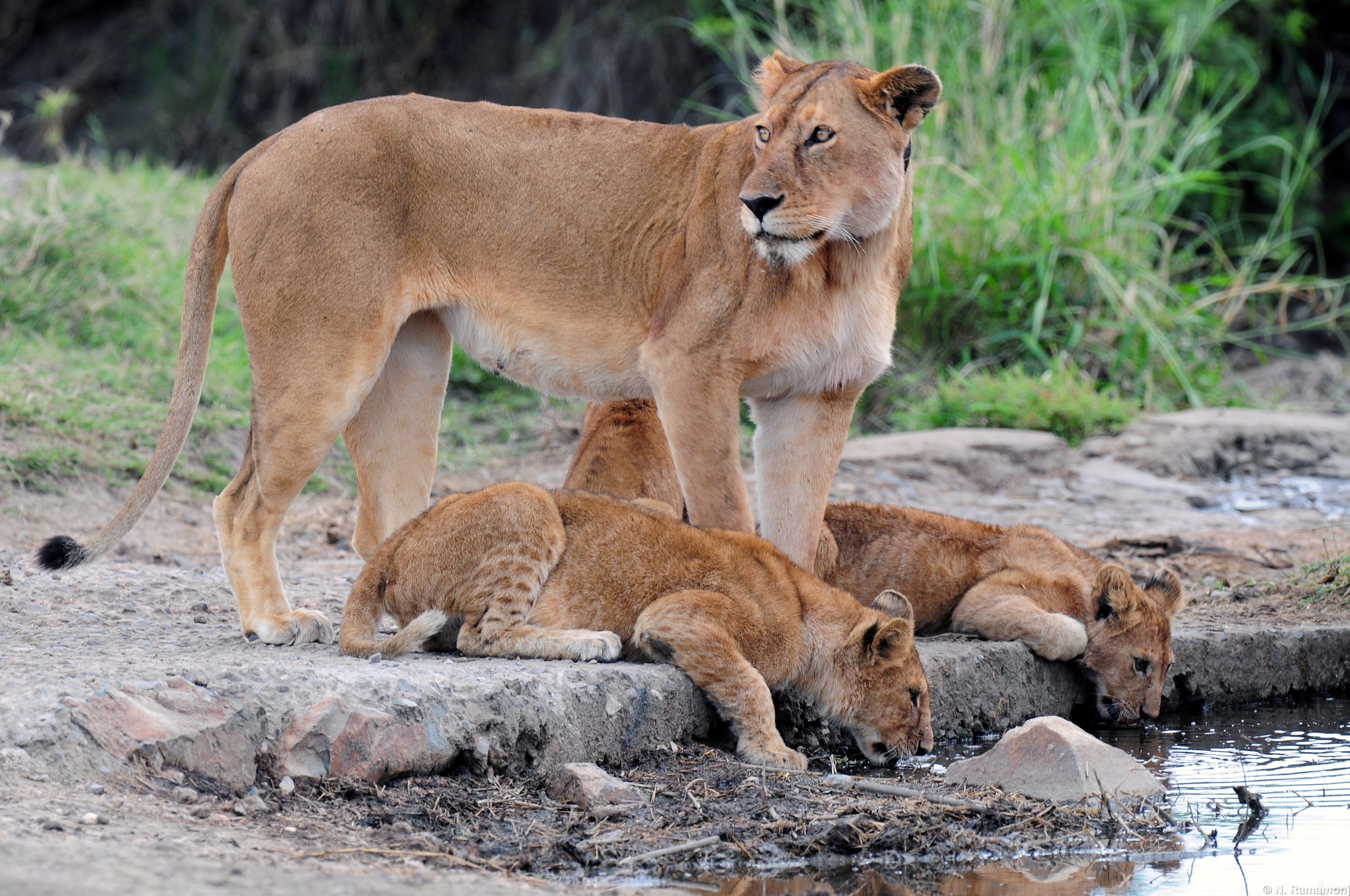 Private Game drive