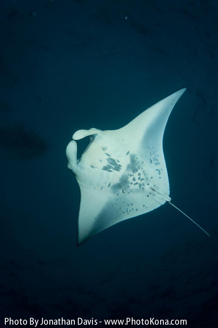 Manta Ray Night Charter photo 4