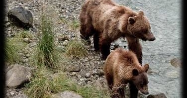 Wildlife Viewing at Chilkoot Lake with Rainbow Glacier Adventures - Haines