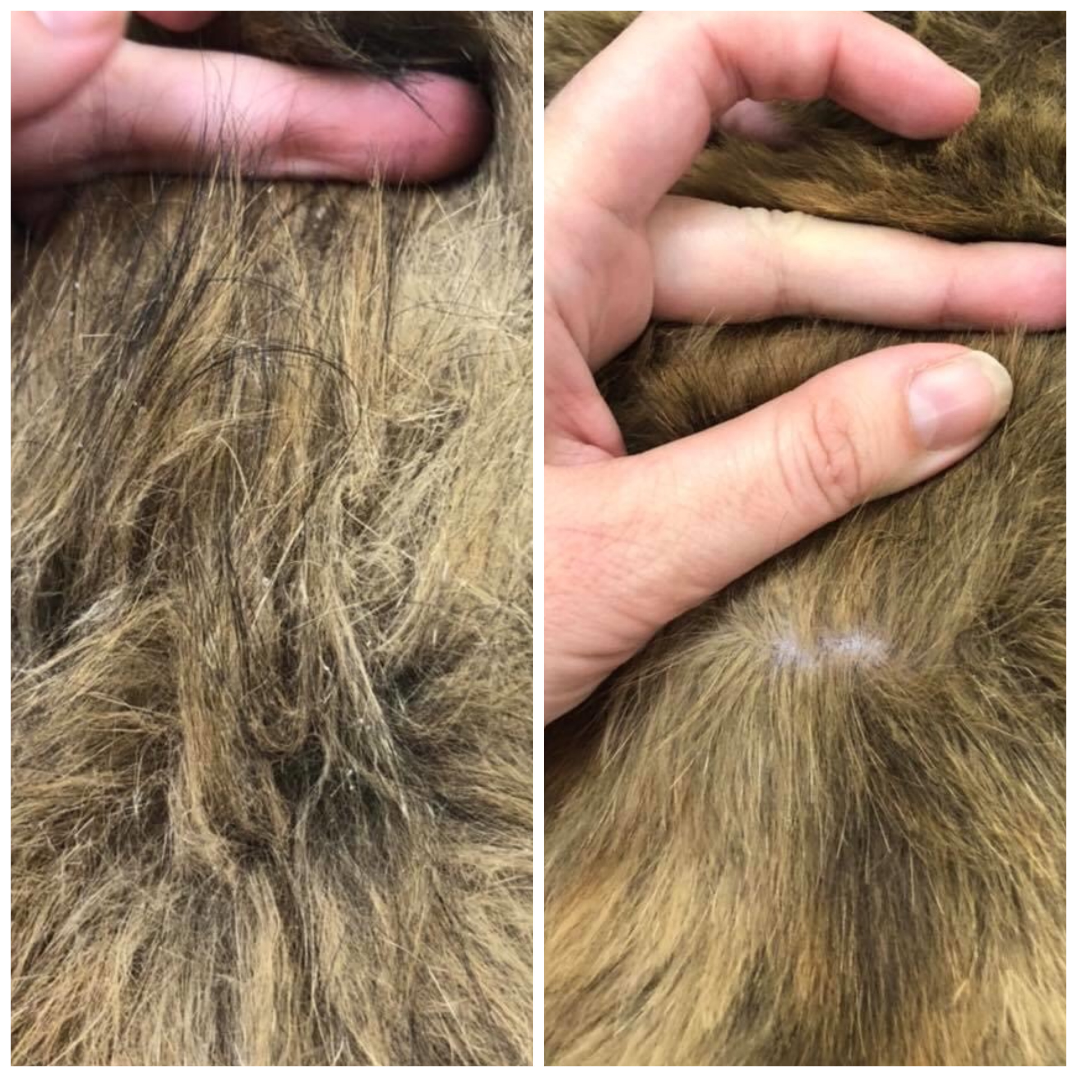 Senior deals cat grooming
