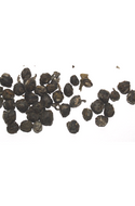 Jasmine Dragon Pearls from Grounded Premium Tea