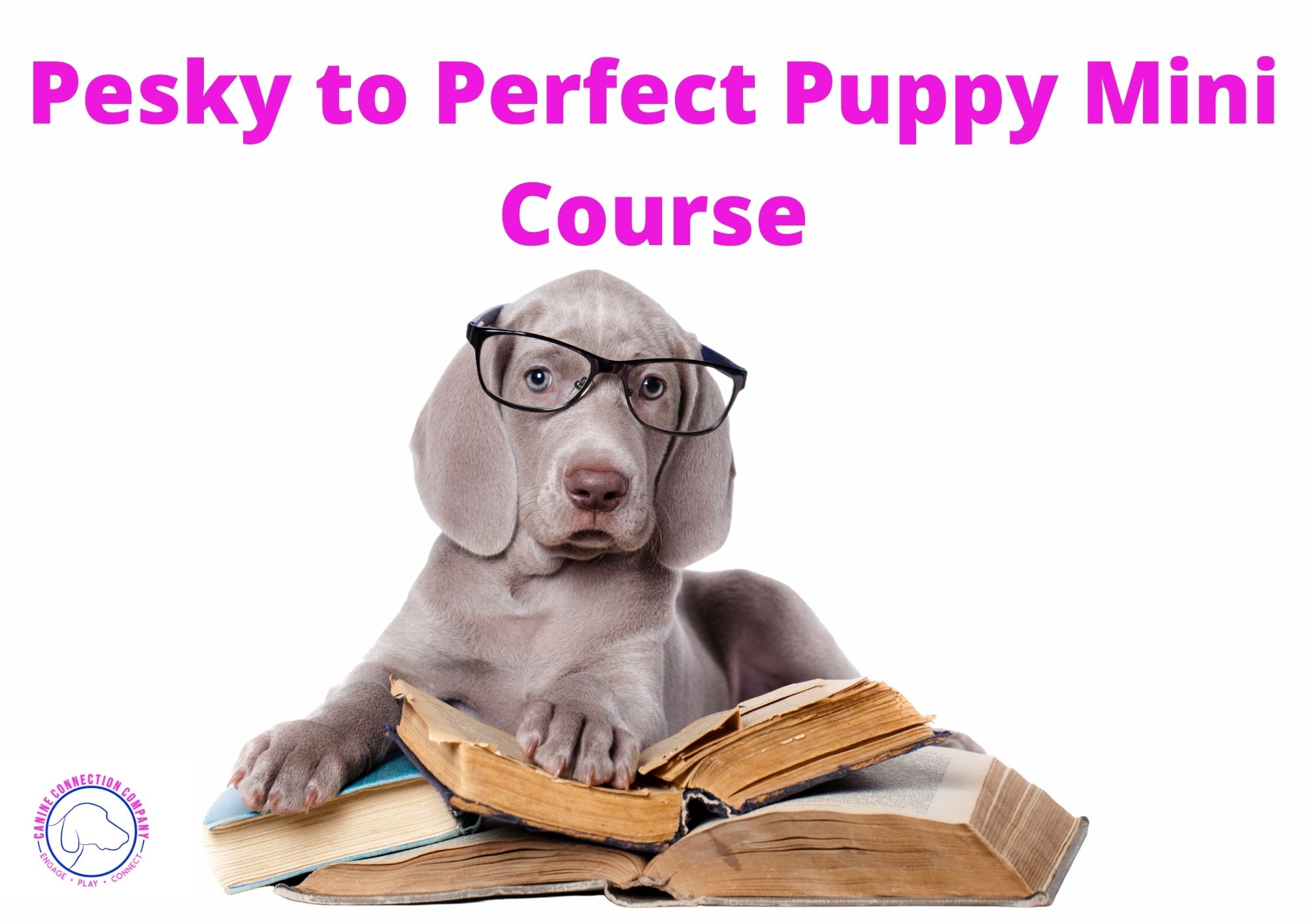 Pesky to Perfect Puppy Mini Course Canine Connection
