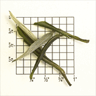 Jade Tips Select China Green Tea (ZG62) from Upton Tea Imports