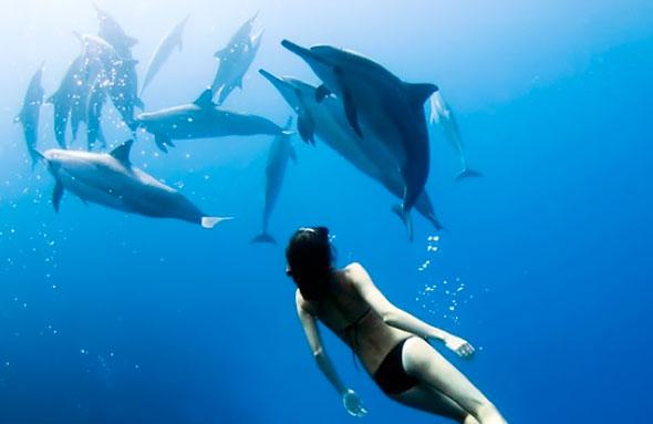 Water Activities in Kona: Dolphin Swim at Honokohau Harbor - Kailua-Kona
