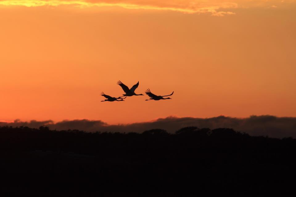 Shared Whooping Crane/Birding Charter • Call To Book photo 1