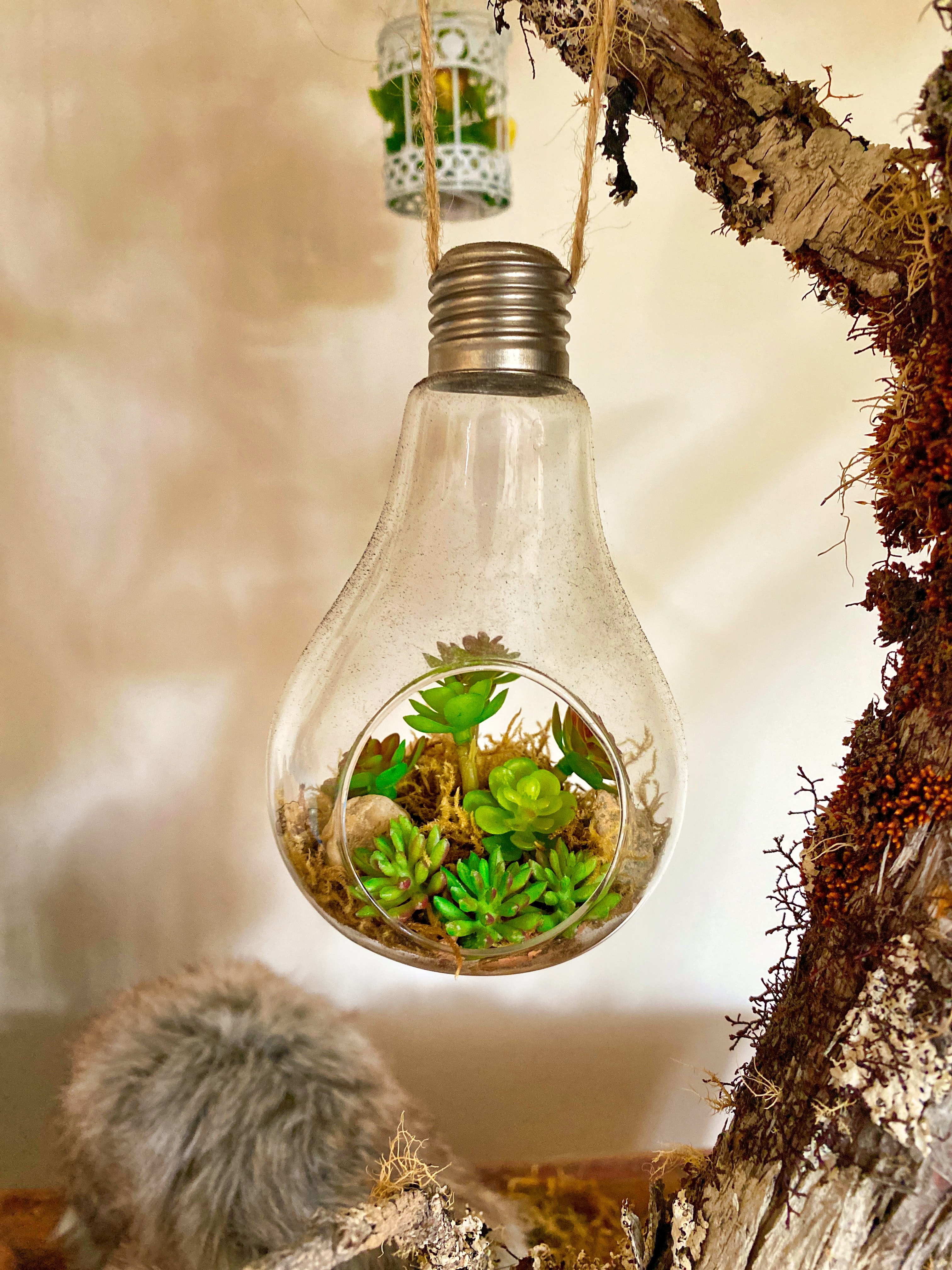 Product image for EGADE Capsules: Medio Ambiente y Finanzas
