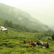 Nepal Snow Mountain White from Canton Tea Co