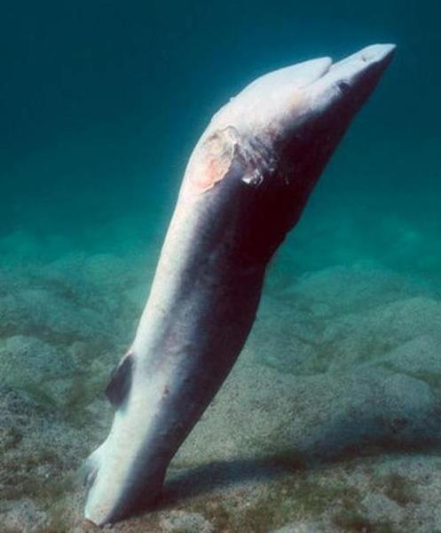 shark-without-the-shark-finjpg