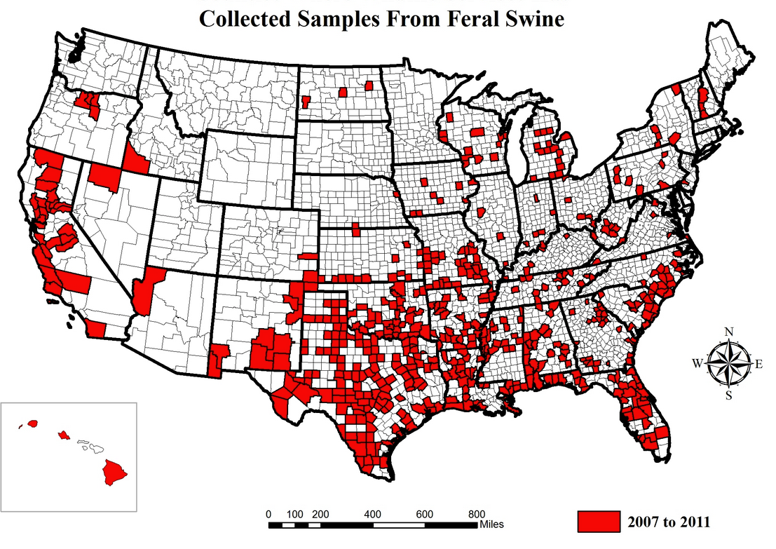 Feral Pig Population Map