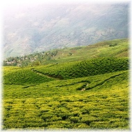 Darjeeling Oaks SFTGFOP1 from Kolodziej and Lieder