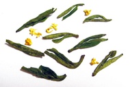 Osmanthus Weng Jia Shan Long Jing Dragon Well 2012 from Hotsoup.nl