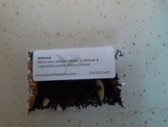 Almond from Three Thousand Leaves/Special Teas Etc