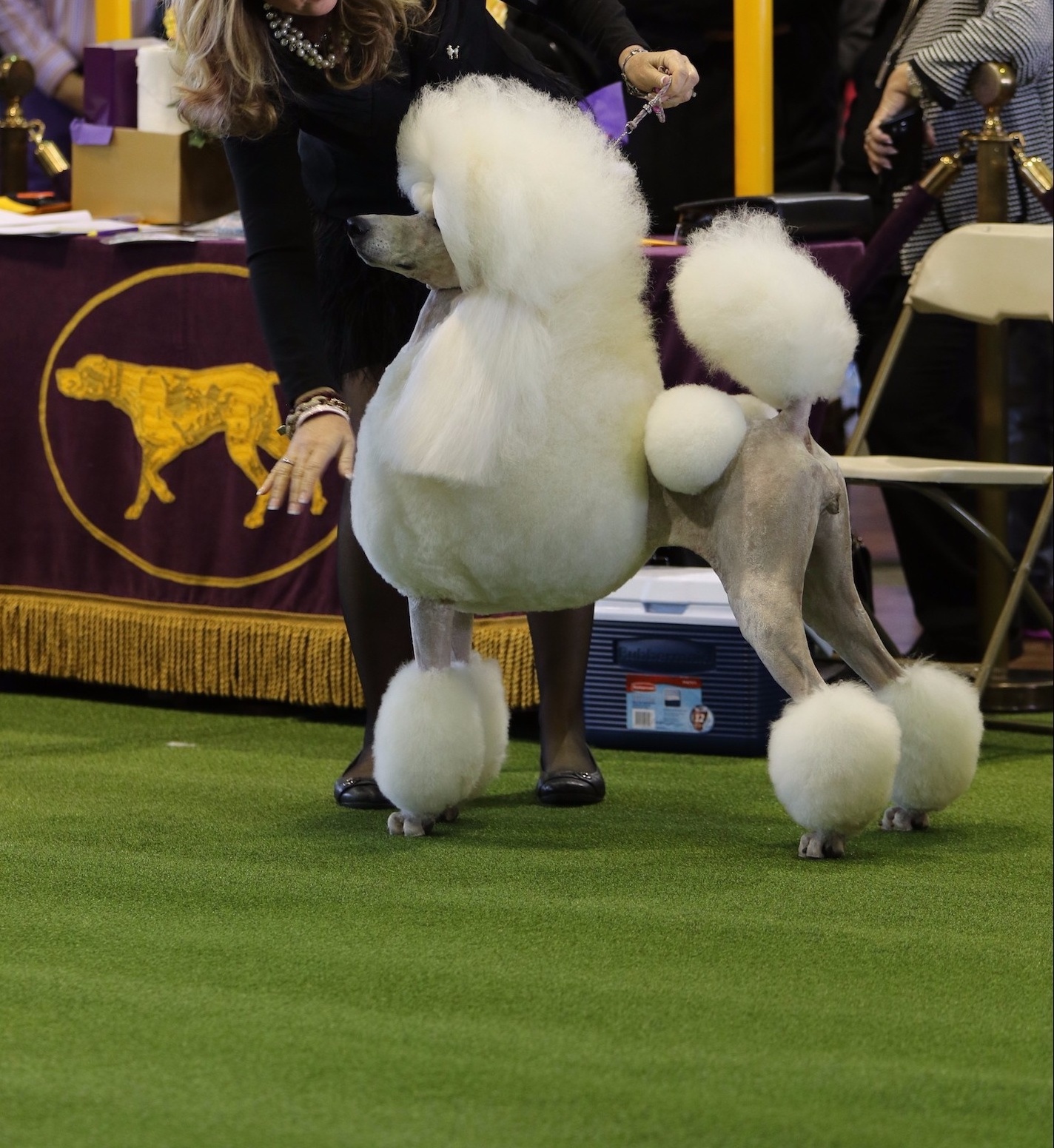 The Ultimate Guide to Poodle Topknots Leading Edge Dog Show Academy