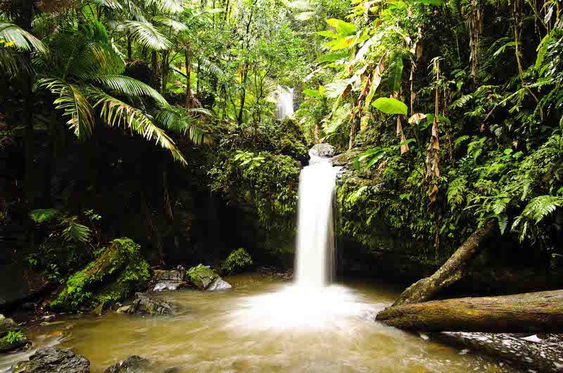 Private El Yunque Rainforest Tour in Carolina, Puerto Rico - San Juan