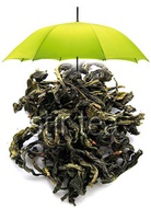 Full Moon Oolong from Stir Tea
