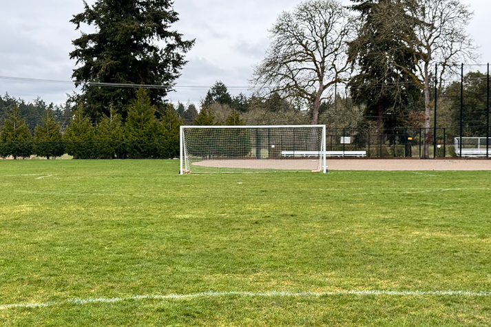 Athletic Field Grass