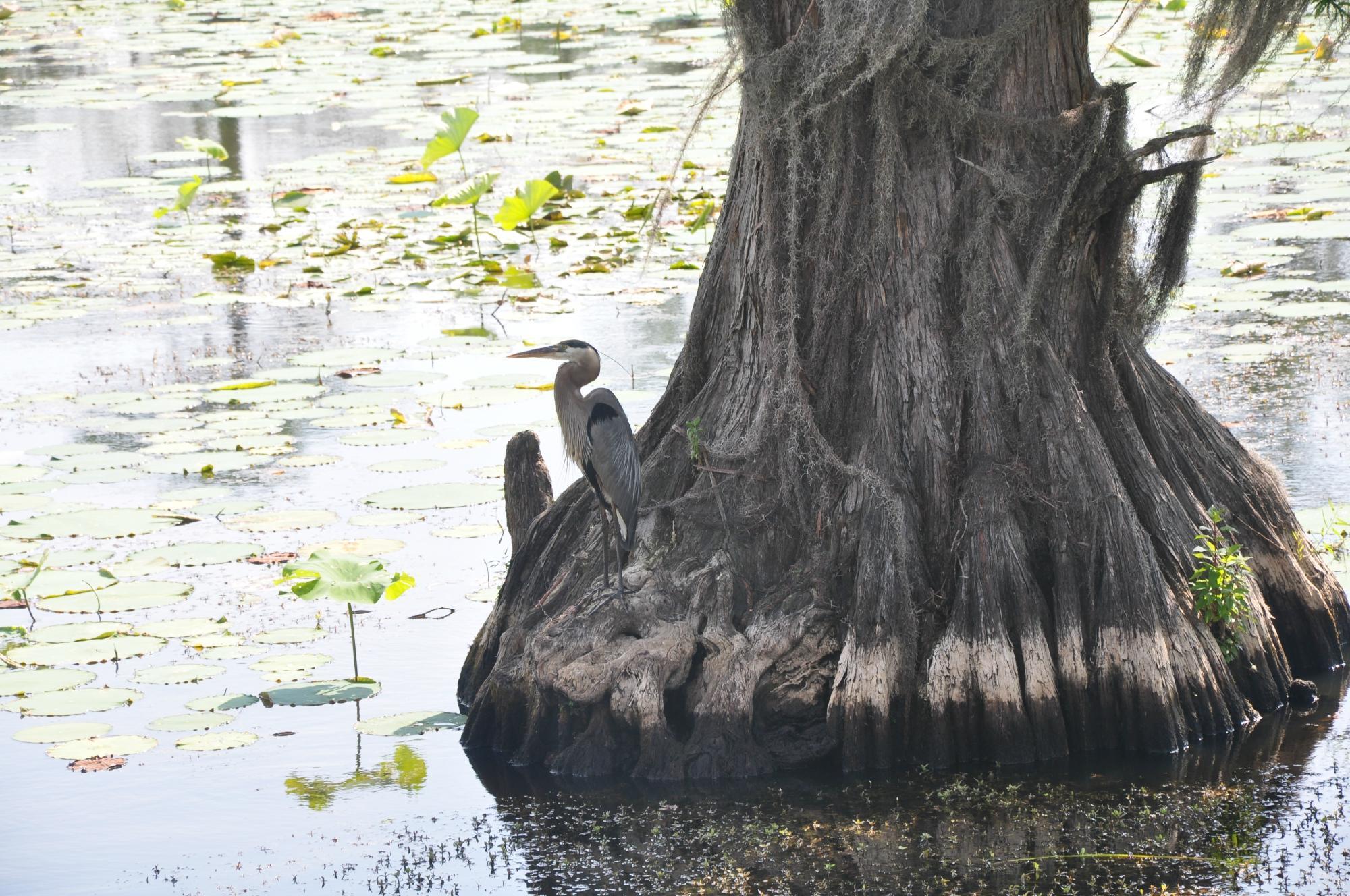 Pontoon Boat Tour photo 3