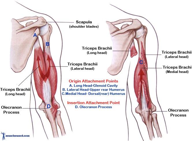 Basic Anatomy Of Training