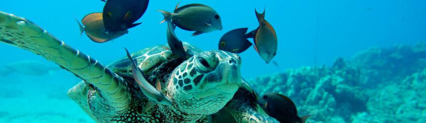 Morning Dolphin Watch & Snorkel Cruise in Kapolei, Hawaii - Honolulu