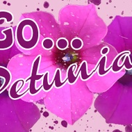 Go Petunias! from Adagio Custom Blends