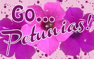 Go Petunias! from Adagio Custom Blends