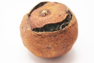 Wild Orange Pu-erh from Chicago Tea Garden
