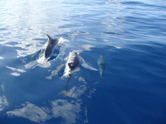 glass bottom boat tours in kona