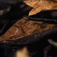 Zao Xiang Bai from West China Tea Company
