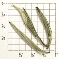 China Special White Point Reserve (ZW90) from Upton Tea Imports