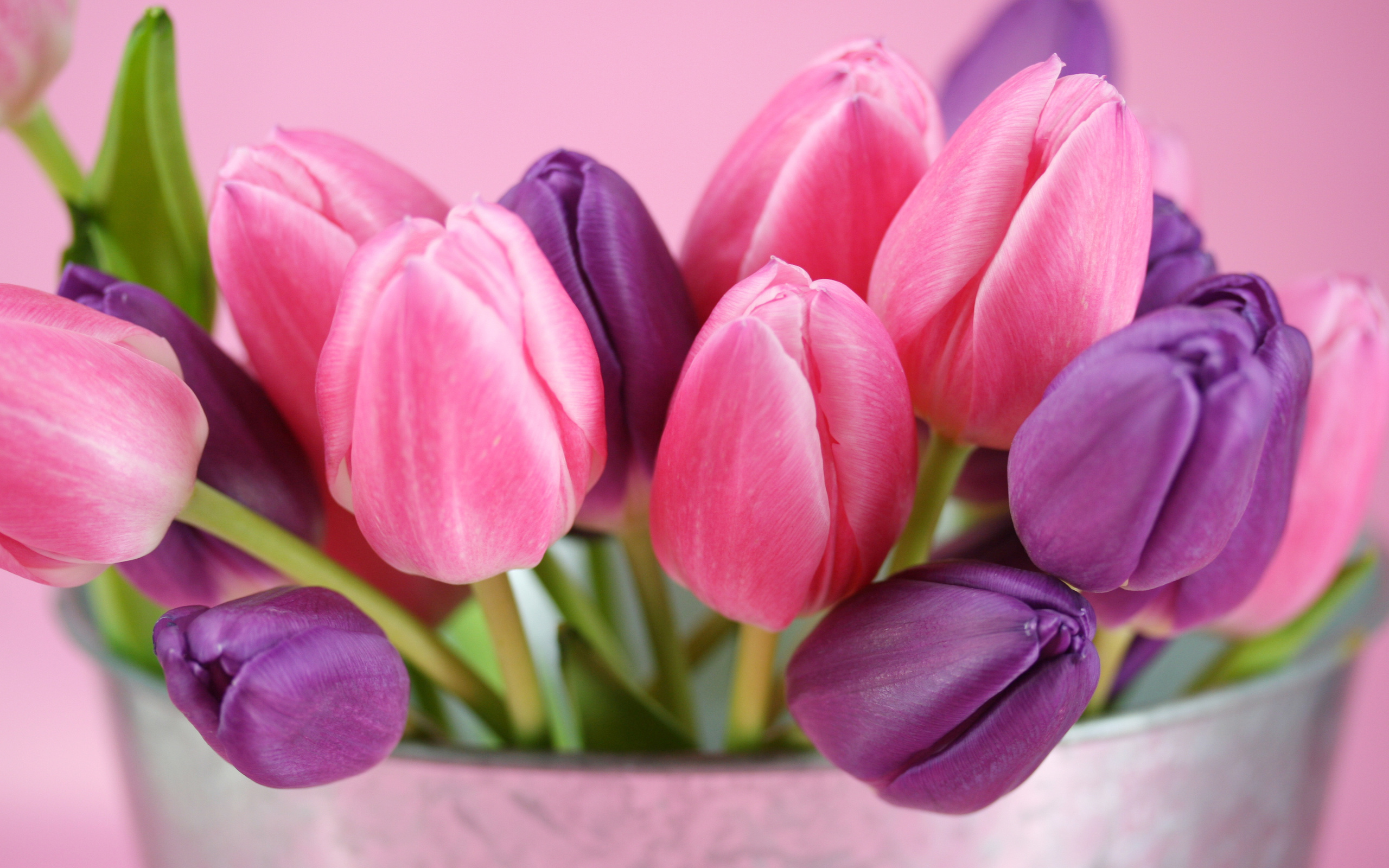 இந்த வார சிறப்பு கவிஞர் விருது [20/04/2015 முதல் 26/04/2015] 4MCrW7UtQWsl0ycryRrO+7025034-purple-pink-tulips