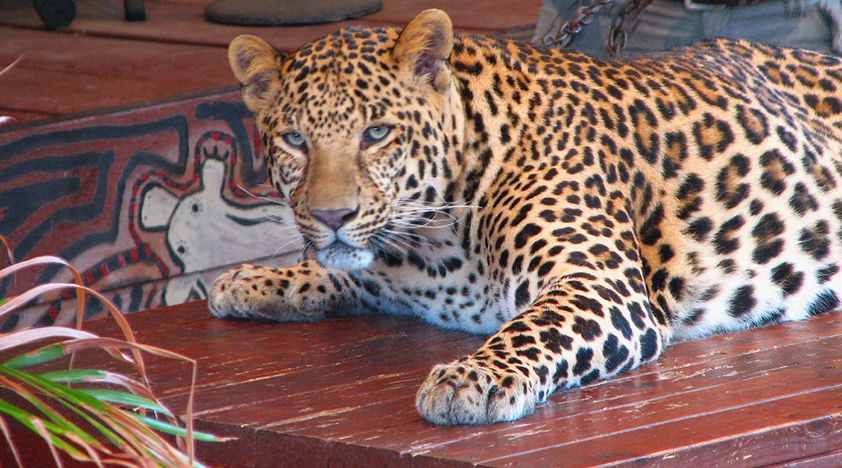 Belize Zoo & Howler Monkey Sanctuary Tour