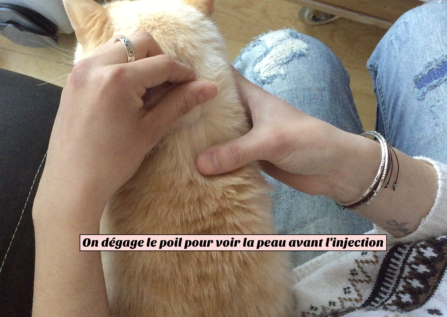 Chats Ayant Besoin D Une Injection Chapacha