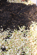 Pomelo Flower Green/Black Tea from LBTEAS