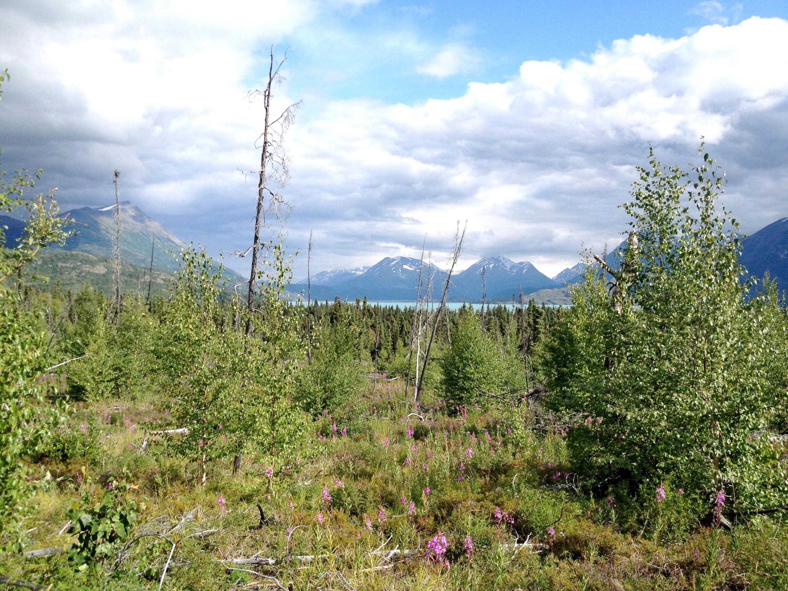 Wilderness Hiking in Kenai National Wildlife Refuge photo 4