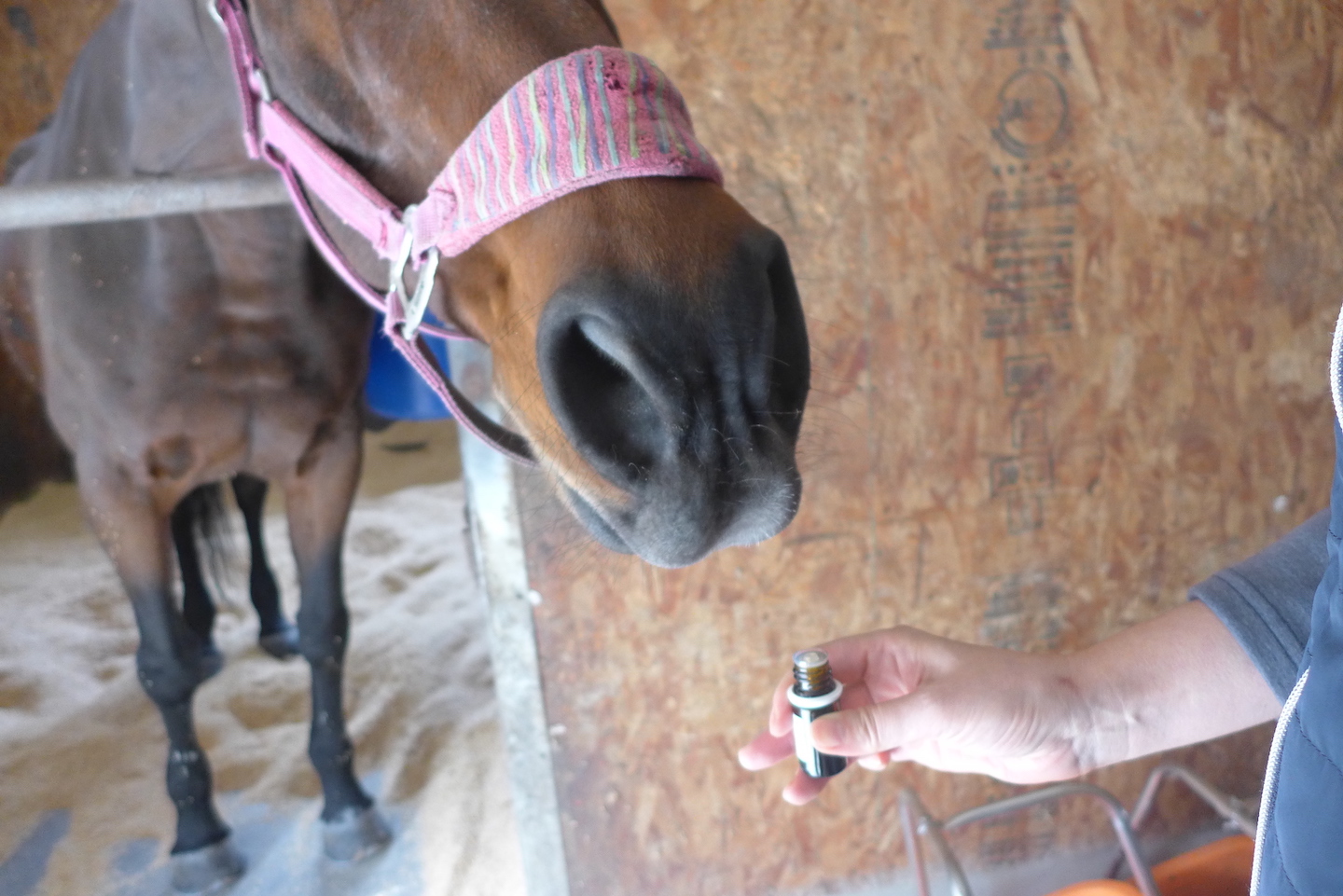 アロマテラピー　馬　horse aromatherapy