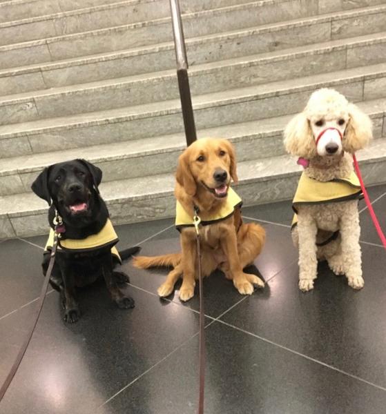 guide dog foundation uga