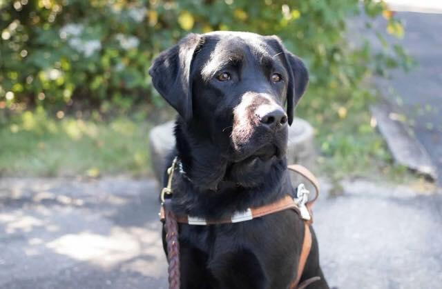 guide dog foundation umd