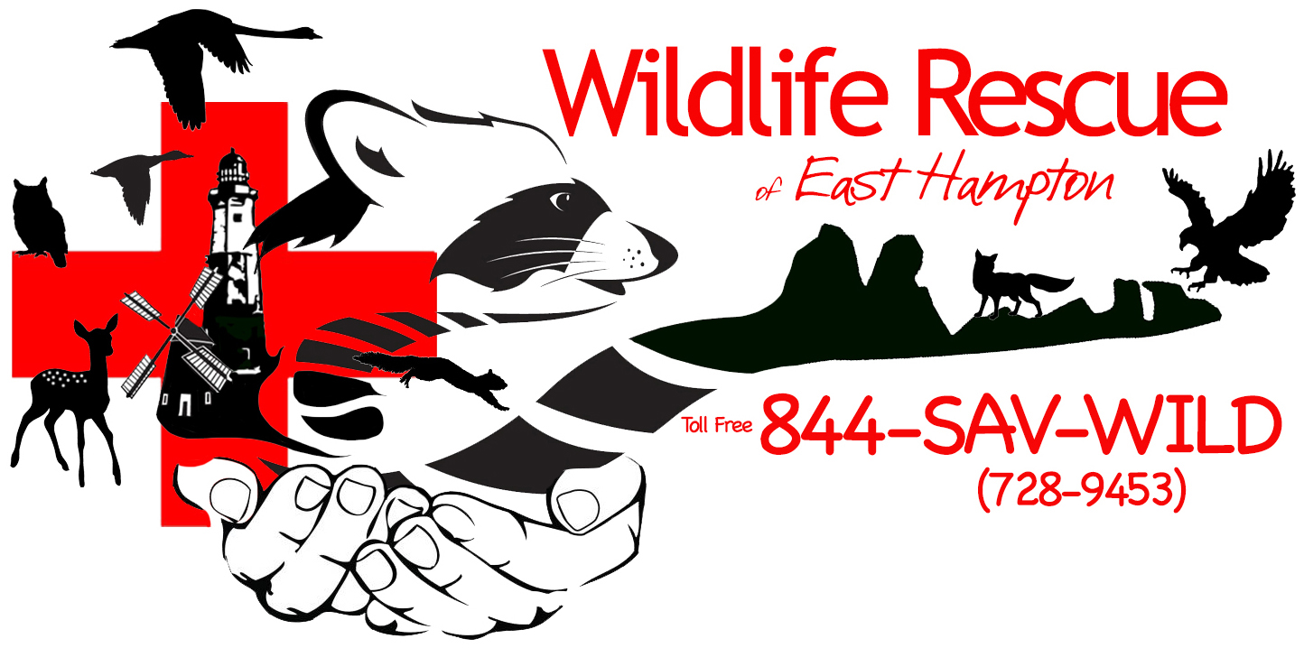 Wildlife Rescue of East Hampton Donations | Wildlife Rescue of East